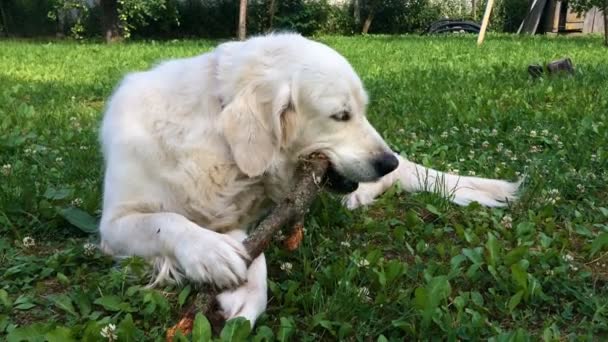 Szczęśliwe życie zwierząt. Golden retriever z apetytem gryzie różdżki w ogrodzie - strzelać ręcznych — Wideo stockowe