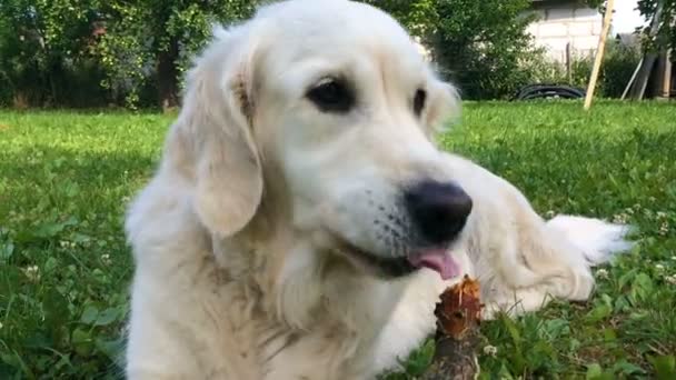 Vie heureuse des animaux domestiques. golden retriever avec appétit grignote baguette dans le jardin pousse à la main — Video