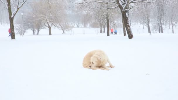 Perro divertido persiguiendo su cola en invierno en un parque nevado — Vídeos de Stock