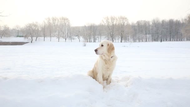 Πορτρέτο του έναs χρυσόs retriever το χειμώνα σε ένα πάρκο χιονιού — Αρχείο Βίντεο