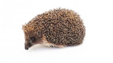 Beyaz arka planda küçük kirpi