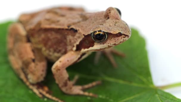 The frog on green leaf — Stock Video