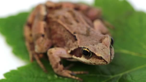 Kikker Het Groene Blaadje — Stockvideo