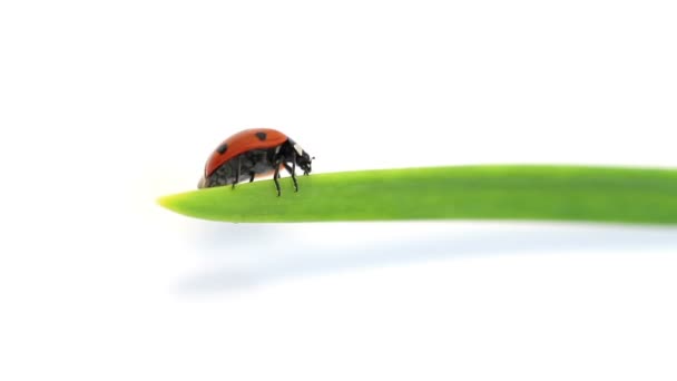 Coccinelle sur lame verte d'herbe — Video