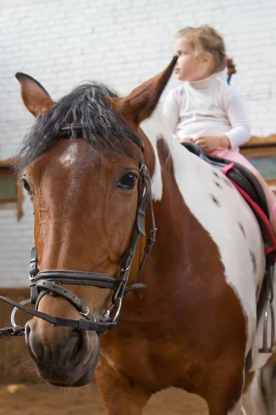Équitation. la petite fille monte à cheval dans un enclos . — Photo
