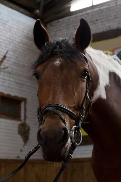 Montar a caballo. retrato de un caballo en un corral . —  Fotos de Stock