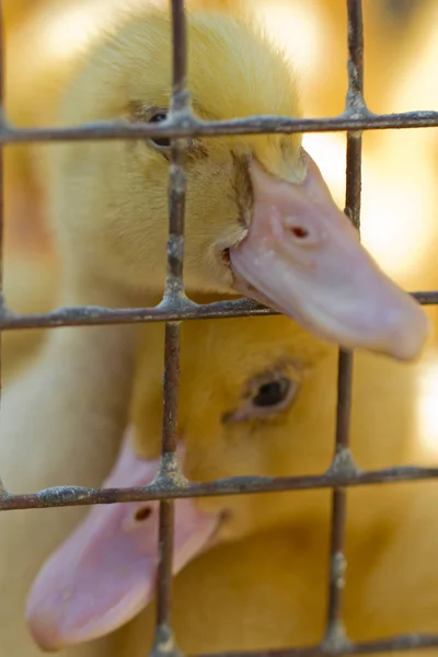 two cute ducklings sitting in a cage