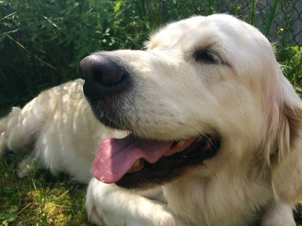 Ritratto di un felice primo piano golden retriever — Foto Stock