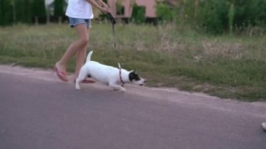 Toplantı iki köpekler için parkta bir yürüyüş