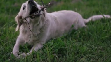 mutlu bir golden retriever kemiren bir asa bir yeşil glade üzerinde