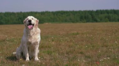 mutlu bir hayat in pets - sahada otururken poz güzel altın geri almak