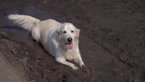 Video divertente - un bel cane purosangue con gioia sdraiato in una pozzanghera fangosa — Video Stock