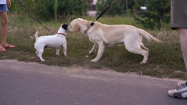 Conhecer dois cães para um passeio no parque — Fotografia de Stock