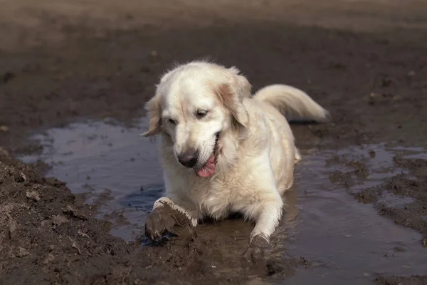 Funny picture - a beautiful thoroughbred dog with joy lying in a muddy puddle — Stock Photo, Image