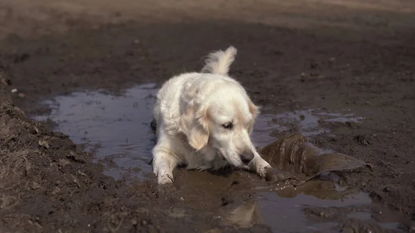 Image drôle - un beau chien pur-sang avec joie couché dans une flaque boueuse — Photo