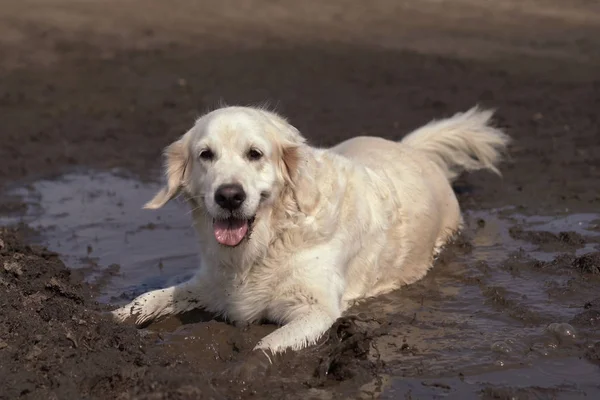 Funny picture - a beautiful thoroughbred dog with joy lying in a muddy puddle — Stock Photo, Image