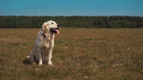 happy life of pets - beautiful golden retriever posing while sitting on the field.