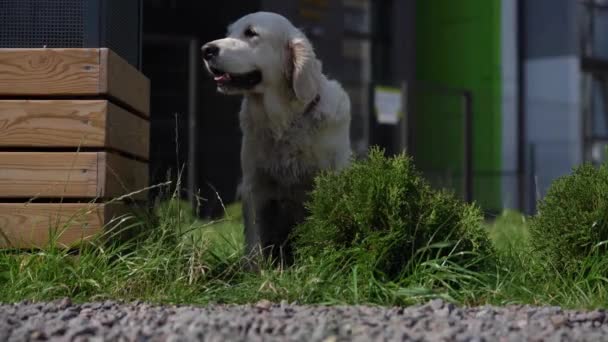 Vie heureuse des animaux de compagnie - beau chien pur-sang bien entretenu reposant sur l'herbe dans la cour de la maison — Video