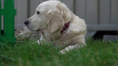mutlu bir hayat in pets - güzel bakımlı safkan köpek evin avlusunda çimenlerin üzerinde dinlenme