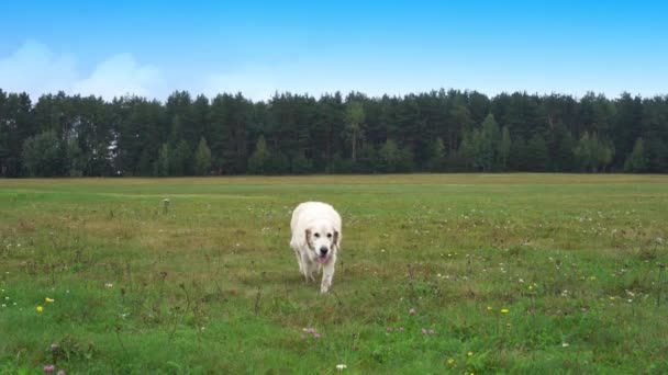 Golden retriever jest uruchamiany przez trawy w zwolnionym tempie — Wideo stockowe