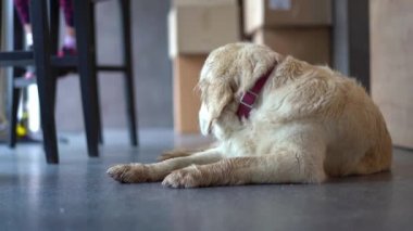 hayvan dostu Cafe - köpek ana bilgisayarlar için bekleyen bir kafede dinleniyor