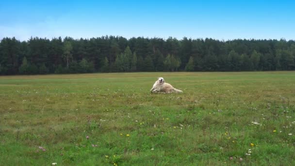 Golden retriever corre sobre a grama em câmera lenta — Vídeo de Stock
