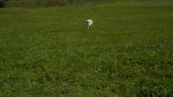 Golden retriever körs över gräs i slow motion — Stockvideo