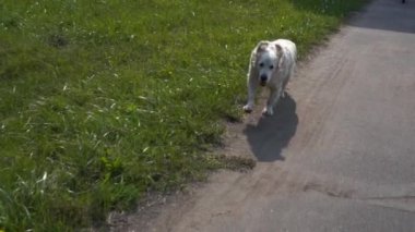 Güzellik yavaş hareket - köpek golden retriever pathruns çalışıyor
