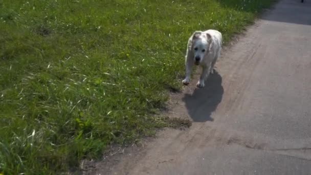 Beauté slow motion - le chien golden retriever court le long des sentiers — Video