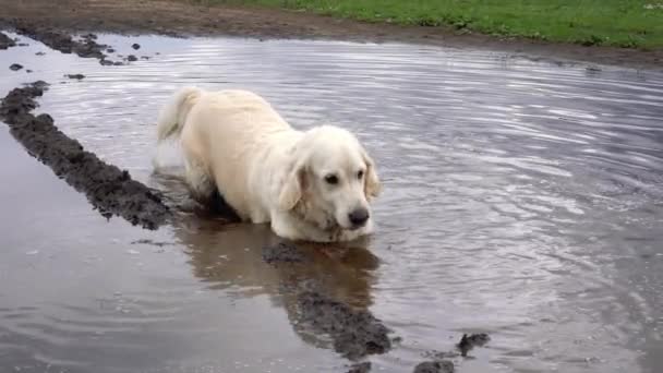 Komik video - çamurlu su birikintisi içinde yalan sevinç ile güzel bir safkan köpek — Stok video