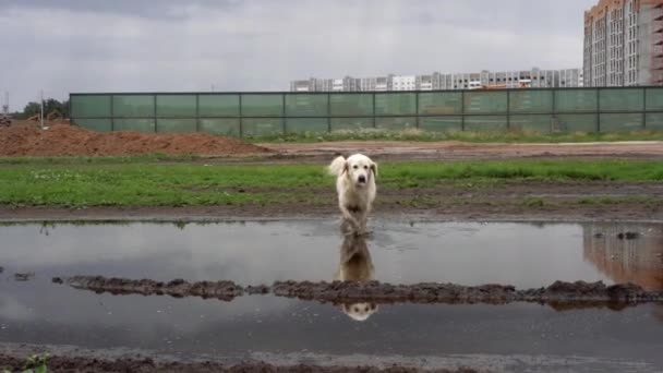 Video divertente - un bel cane purosangue con gioia sdraiato in una pozzanghera fangosa — Video Stock