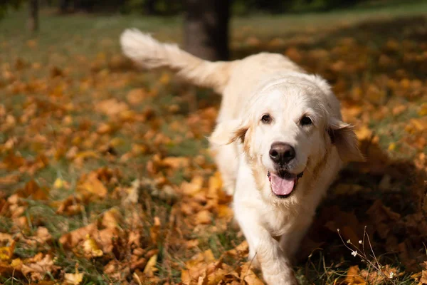 Retrato de un hermoso golden retriever en otoño caído follaje —  Fotos de Stock