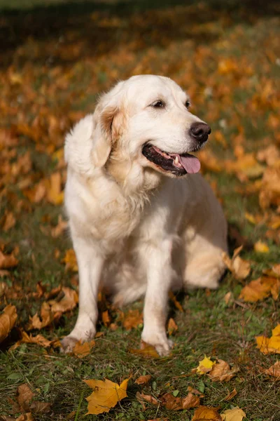 Retrato de un hermoso golden retriever en otoño caído follaje —  Fotos de Stock