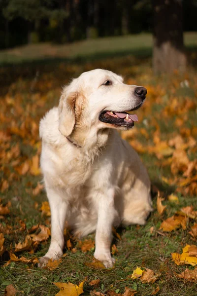 Porträt eines schönen Golden Retrievers im Herbstlaub Stockbild