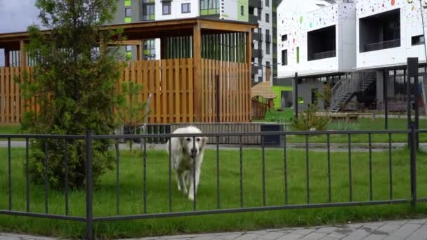 La belleza de la cámara lenta - un perro saltando sobre la valla en una ciudad moderna — Vídeo de stock