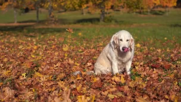 Πορτρέτο του όμορφη χρυσό retriever σε πεσμένα φύλλα το φθινόπωρο — Αρχείο Βίντεο
