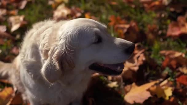 Düşen sonbahar yaprakları güzel bir golden retriever portresi — Stok video