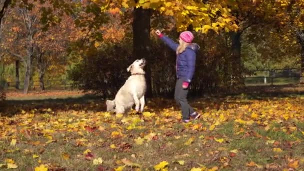 Szczęśliwa dziewczynka o Europejskim wyglądzie jest zabawy grając w parku jesień z duży pies piękny — Wideo stockowe
