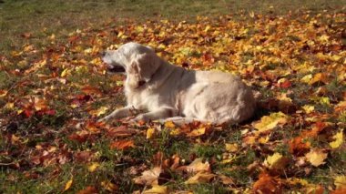 düşen sonbahar yaprakları güzel bir golden retriever portresi