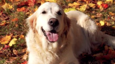 düşen sonbahar yaprakları güzel bir golden retriever portresi