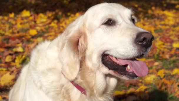 Porträt eines schönen Golden Retrievers im Herbstlaub — Stockvideo