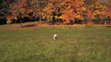 altın geri almak ağır çekimde sonbahar parkta çim üzerinde çalışır