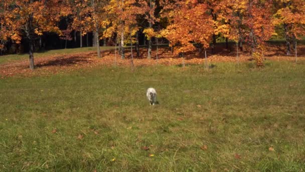 Золотистый ретривер бежит по траве в осеннем парке — стоковое видео