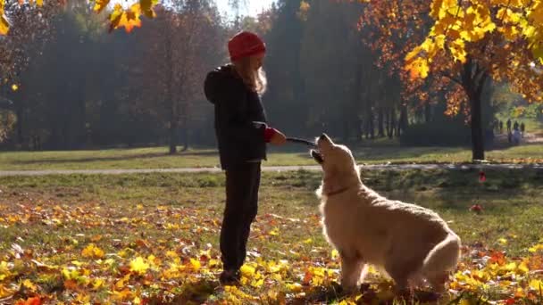 Menina feliz da aparência europeia está se divertindo jogando no parque de outono com um grande cão bonito — Vídeo de Stock