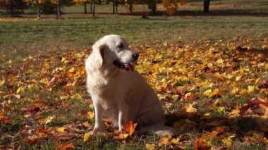 düşen sonbahar yaprakları güzel bir golden retriever portresi