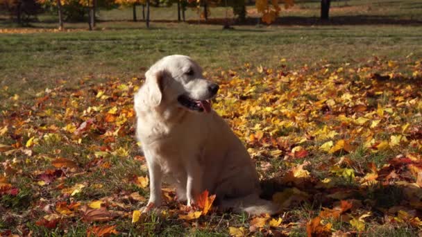 Düşen sonbahar yaprakları güzel bir golden retriever portresi — Stok video