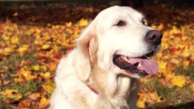 düşen sonbahar yaprakları güzel bir golden retriever portresi