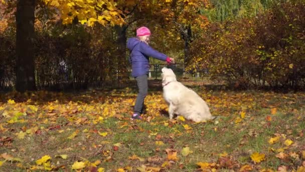 欧州外観の幸せな小さな女の子が楽しんで大きな美しい犬と秋の公園で遊んで — ストック動画