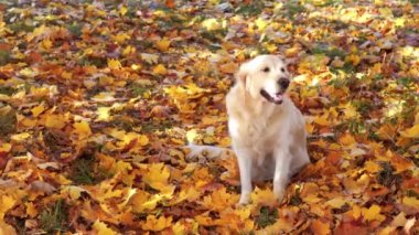düşen sonbahar yaprakları güzel bir golden retriever portresi