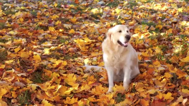 Πορτρέτο του όμορφη χρυσό retriever σε πεσμένα φύλλα το φθινόπωρο — Αρχείο Βίντεο